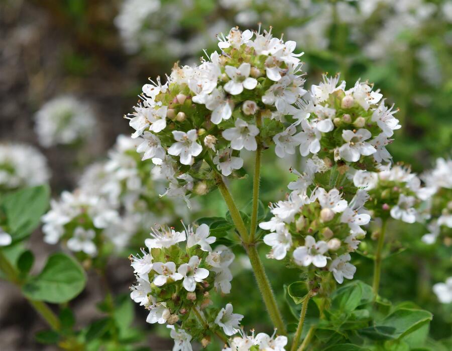 Oregano obecné, dobromysl 'White Spreckled' - Origanum vulgare 'White Spreckled'