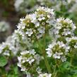 Oregano obecné, dobromysl 'White Spreckled' - Origanum vulgare 'White Spreckled'