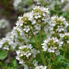 Oregano obecné, dobromysl 'White Spreckled' - Origanum vulgare 'White Spreckled'