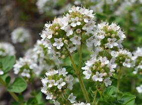 Oregano obecné, dobromysl 'White Spreckled' - Origanum vulgare 'White Spreckled'