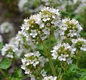 Oregano obecné, dobromysl 'White Spreckled'