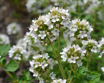 Oregano obecné, dobromysl 'White Spreckled'