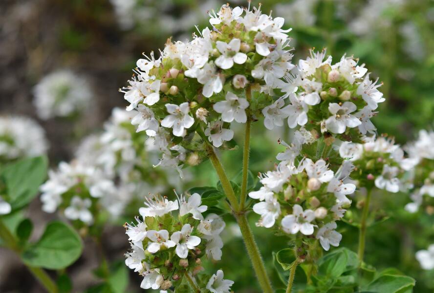 Oregano obecné, dobromysl 'White Spreckled' - Origanum vulgare 'White Spreckled'