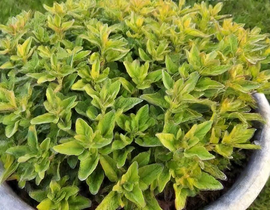 Šalvěj lékařská 'Goldblatt Golden Sage' - Salvia officinalis 'Goldblatt Golden Sage'