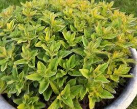 Šalvěj lékařská 'Goldblatt Golden Sage'