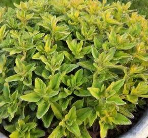 Šalvěj lékařská 'Goldblatt Golden Sage' - Salvia officinalis 'Goldblatt Golden Sage'