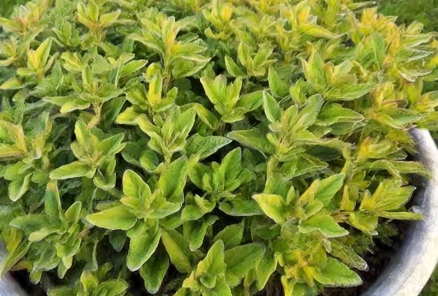 Šalvěj lékařská 'Goldblatt Golden Sage' - Salvia officinalis 'Goldblatt Golden Sage'