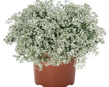 Pryšec třezalkovitý 'Super Flash'