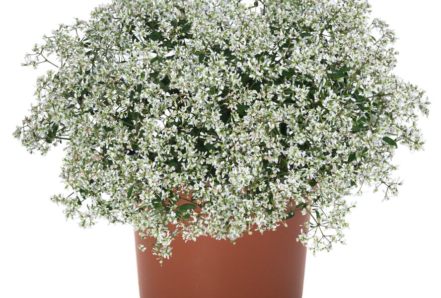 Pryšec třezalkovitý 'Super Flash' - Euphorbia hypericifolia 'Super Flash'