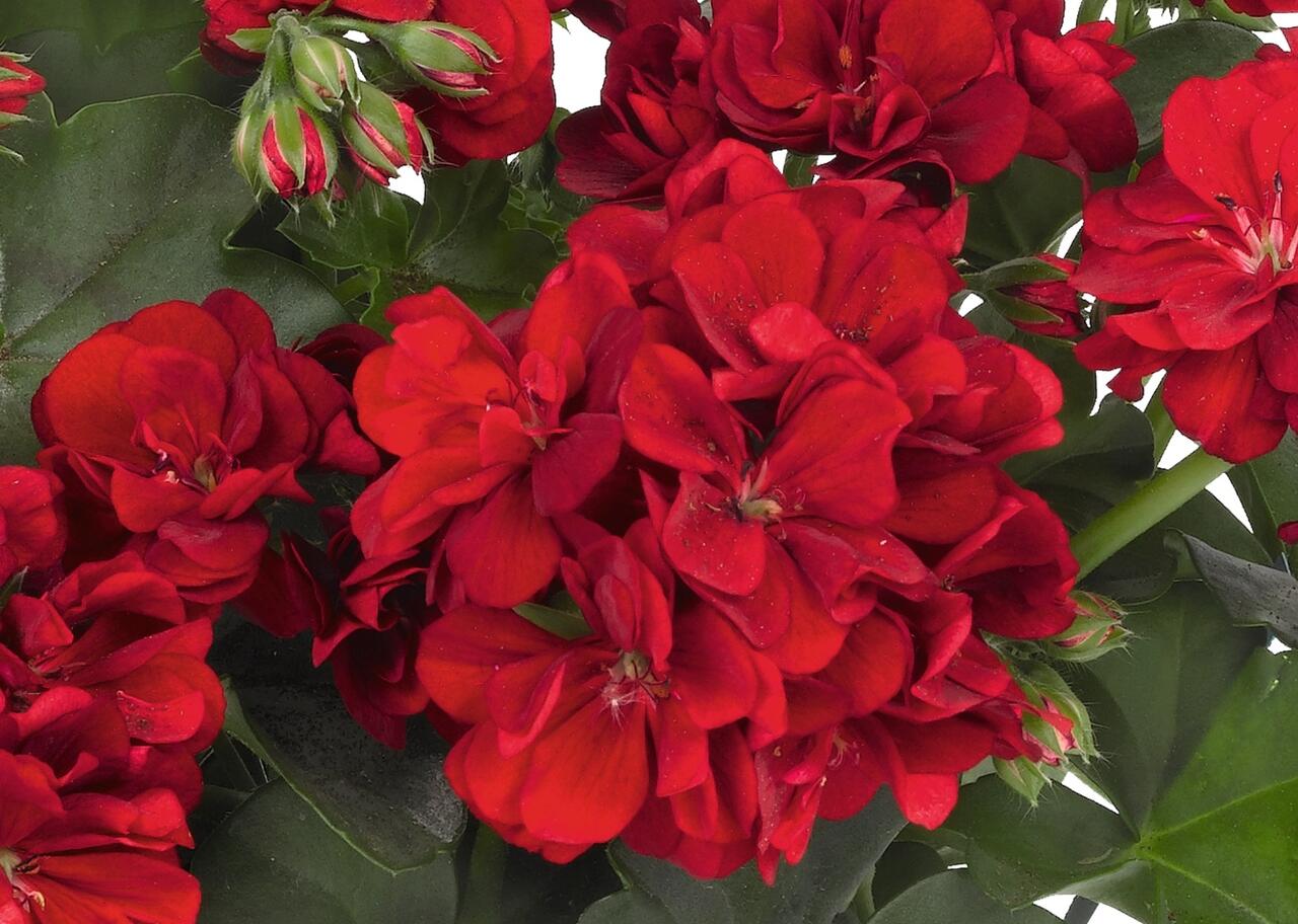 Muškát, pelargonie převislá jednoduchá 'Atlantic Dark Red ...
