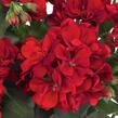 Muškát, pelargonie převislá jednoduchá 'Atlantic Dark Red' - Pelargonium peltatum 'Atlantic Dark Red'