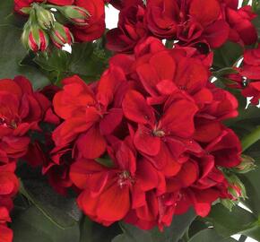 Muškát, pelargonie převislá jednoduchá 'Atlantic Dark Red' - Pelargonium peltatum 'Atlantic Dark Red'