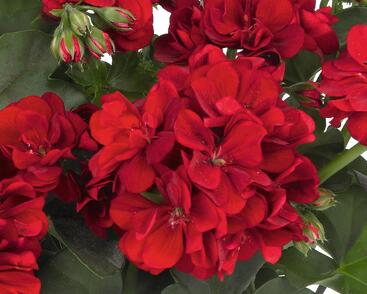 Muškát, pelargonie převislá plnokvětá 'Atlantic Dark Red'