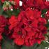 muskat-pelargonie-previsla-jednoducha-atlantic-dark-red.jpg