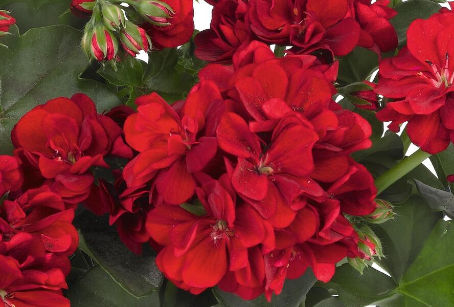Muškát, pelargonie převislá plnokvětá 'Atlantic Dark Red' - Pelargonium peltatum 'Atlantic Dark Red'