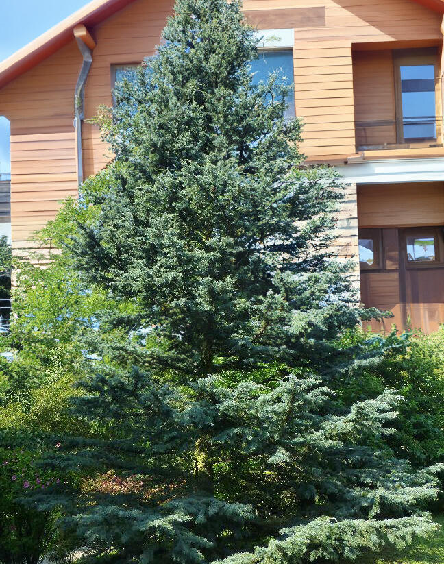 Cedr himalájský 'Karl Fuchs' - Cedrus deodara 'Karl Fuchs'