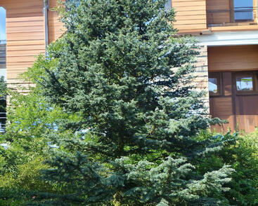 Cedr himalájský 'Karl Fuchs'