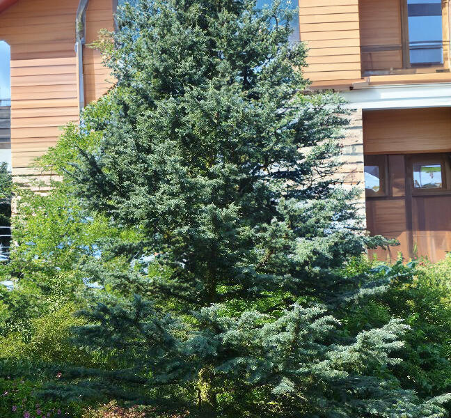 Cedr himalájský 'Karl Fuchs' - Cedrus deodara 'Karl Fuchs'