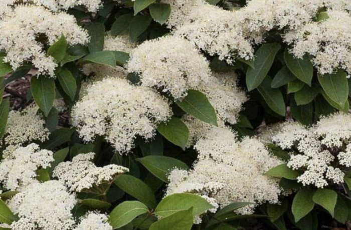 Kalina vrásčitolistá 'Little Snowball' - Viburnum rhytidophyllum 'Little Snowball'