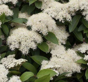 Kalina vrásčitolistá 'Little Snowball' - Viburnum rhytidophyllum 'Little Snowball'