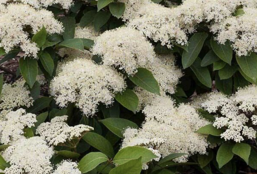 Kalina vrásčitolistá 'Little Snowball' - Viburnum rhytidophyllum 'Little Snowball'
