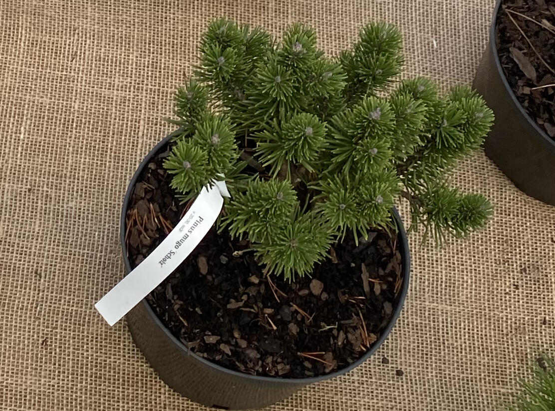 Borovice kleč 'Scholz' - Pinus mugo 'Scholz'