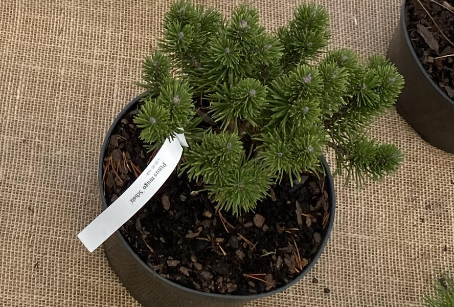 Borovice kleč 'Scholz' - Pinus mugo 'Scholz'