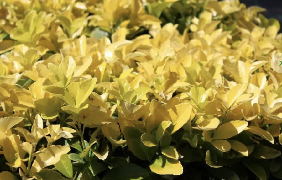 Brslen japonský 'El Dorado' - Euonymus japonicus 'El Dorado'