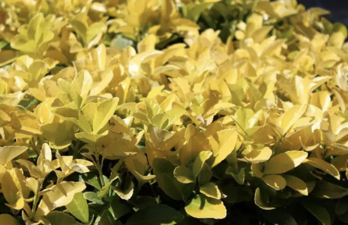 Brslen japonský 'El Dorado' - Euonymus japonicus 'El Dorado'