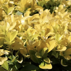 Brslen japonský 'El Dorado' - Euonymus japonicus 'El Dorado'