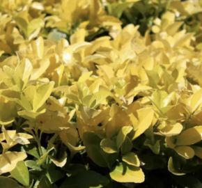 Brslen japonský 'El Dorado' - Euonymus japonicus 'El Dorado'