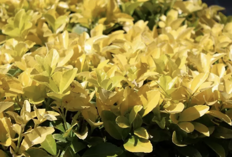 Brslen japonský 'El Dorado' - Euonymus japonicus 'El Dorado'