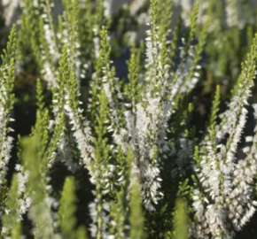 Vřes obecný 'Hammondii' - Calluna vulgaris 'Hammondii'