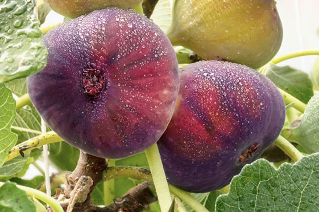 Fíkovník smokvoň 'Little Miss Figgy' - Ficus carica 'Little Miss Figgy'