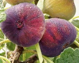 Fíkovník smokvoň 'Little Miss Figgy'