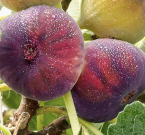 Fíkovník smokvoň 'Little Miss Figgy'