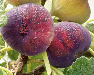 Fíkovník smokvoň 'Little Miss Figgy'