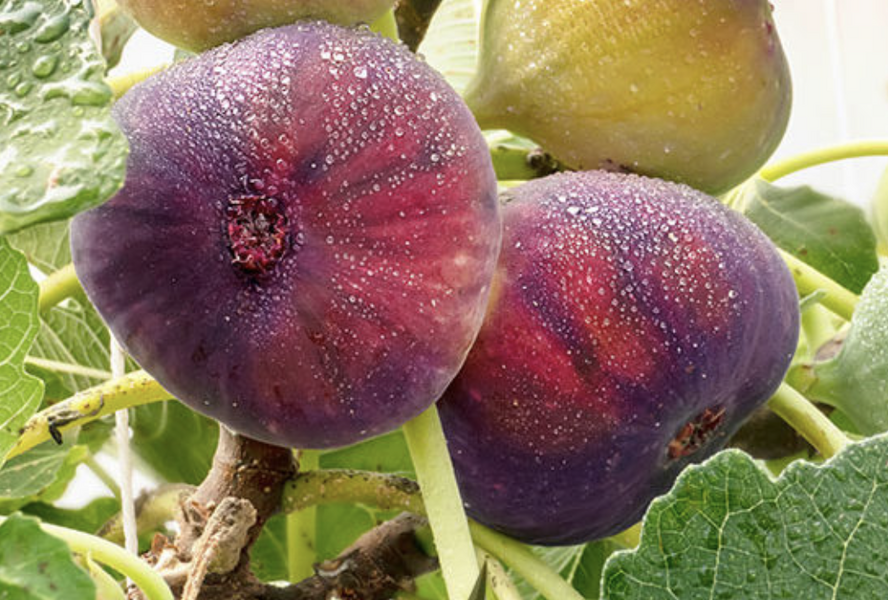 Fíkovník smokvoň 'Little Miss Figgy' - Ficus carica 'Little Miss Figgy'