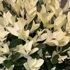 Brslen japonský 'Himalaya' - Euonymus japonicus 'Himalaya'