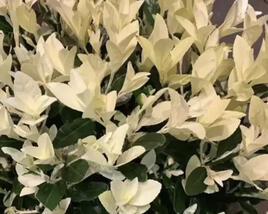 Brslen japonský 'Himalaya'