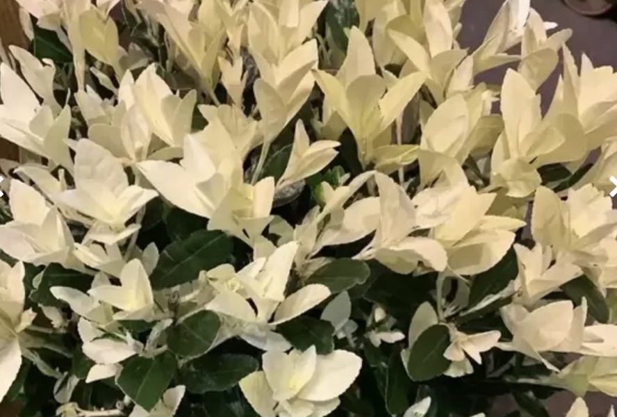 Brslen japonský 'Himalaya' - Euonymus japonicus 'Himalaya'