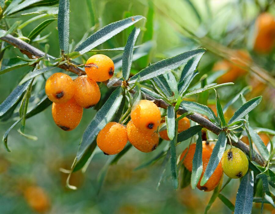 Rakytník řešetlákový - samičí 'Botanika' - Hippophae rhamnoides 'Botanika'