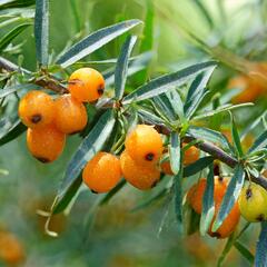 Rakytník řešetlákový - samičí 'Botanika' - Hippophae rhamnoides 'Botanika'