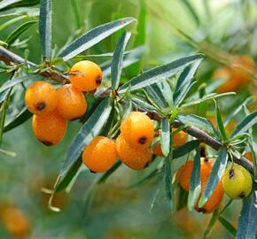 Rakytník řešetlákový - samičí 'Botanika' - Hippophae rhamnoides 'Botanika'