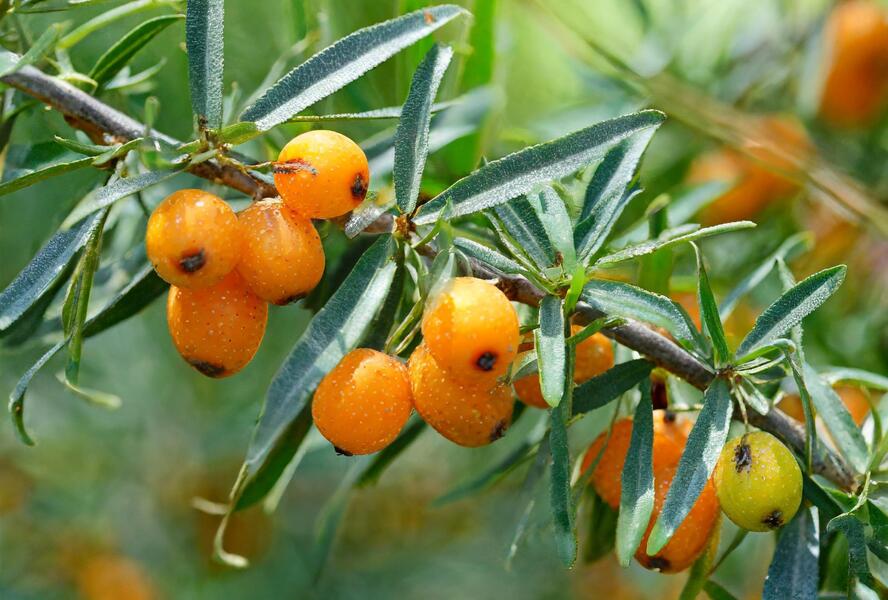 Rakytník řešetlákový samičí 'Botanika' - Hippophae rhamnoides 'Botanika'
