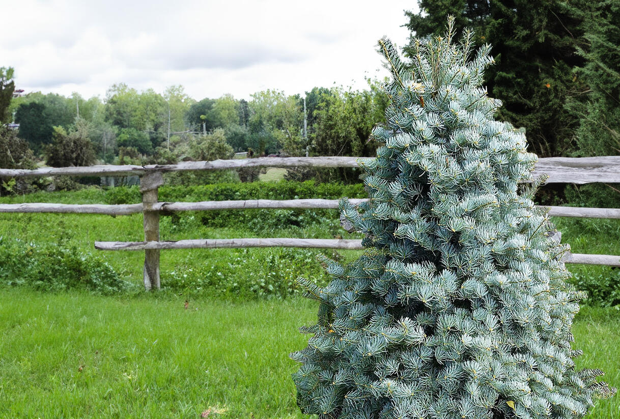 Jedle ojíněná 'Archer's Dwarf' - Abies concolor 'Archer's Dwarf'