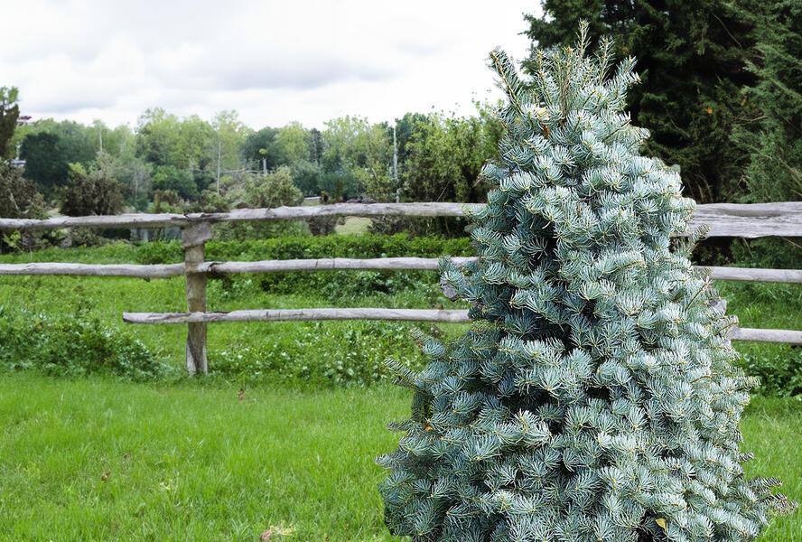 Jedle ojíněná 'Archer's Dwarf' - Abies concolor 'Archer's Dwarf'