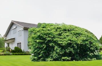 Buk lesní 'Tortuosa' - Fagus sylvatica 'Tortuosa'