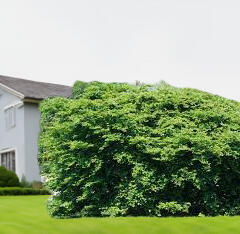 Buk lesní 'Tortuosa' - Fagus sylvatica 'Tortuosa'