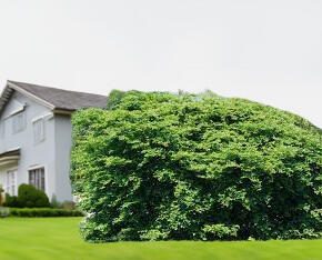 Buk lesní 'Tortuosa' - Fagus sylvatica 'Tortuosa'